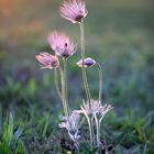 Pulsatilla vulgaris