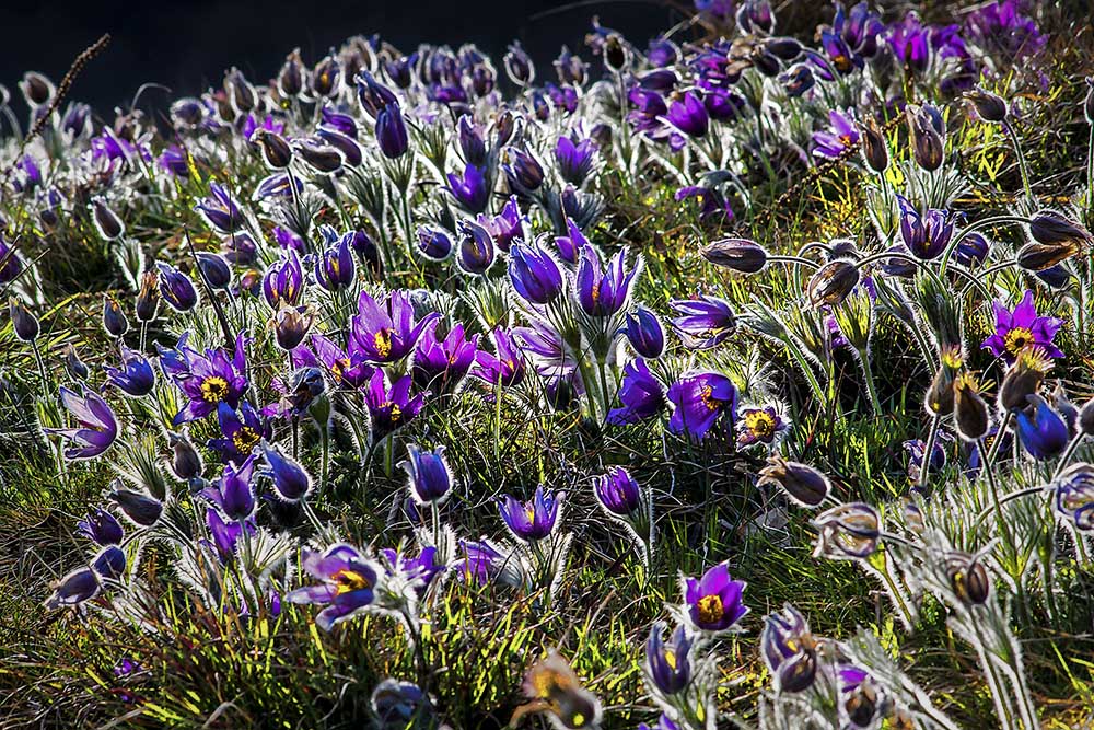 Pulsatilla vulgaris 2