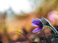 Pulsatilla Vulgaris