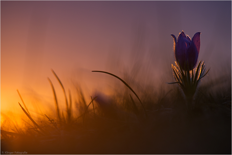 Pulsatilla vulgaris 2013