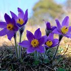 Pulsatilla vulgaris 2024.