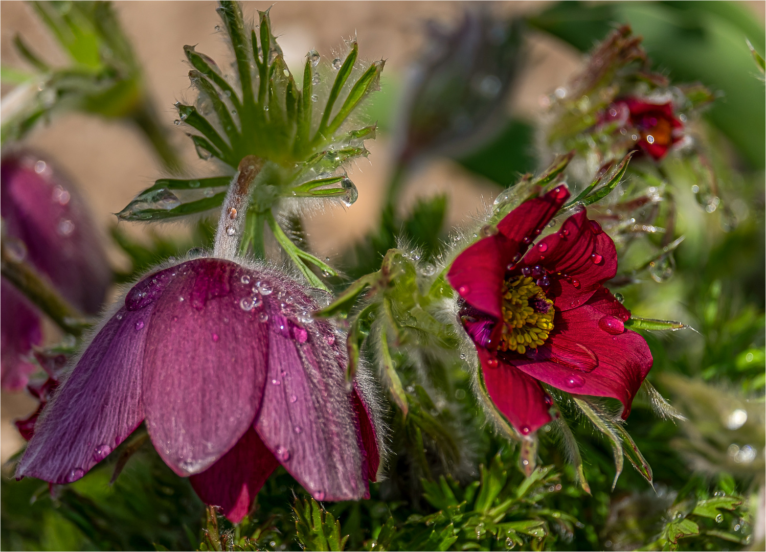 *PULSATILLA VULGARIS*