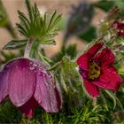 *PULSATILLA VULGARIS*