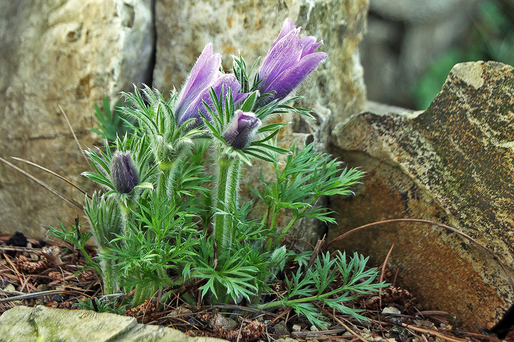 Pulsatilla vulgaris