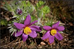 Pulsatilla vulgaris