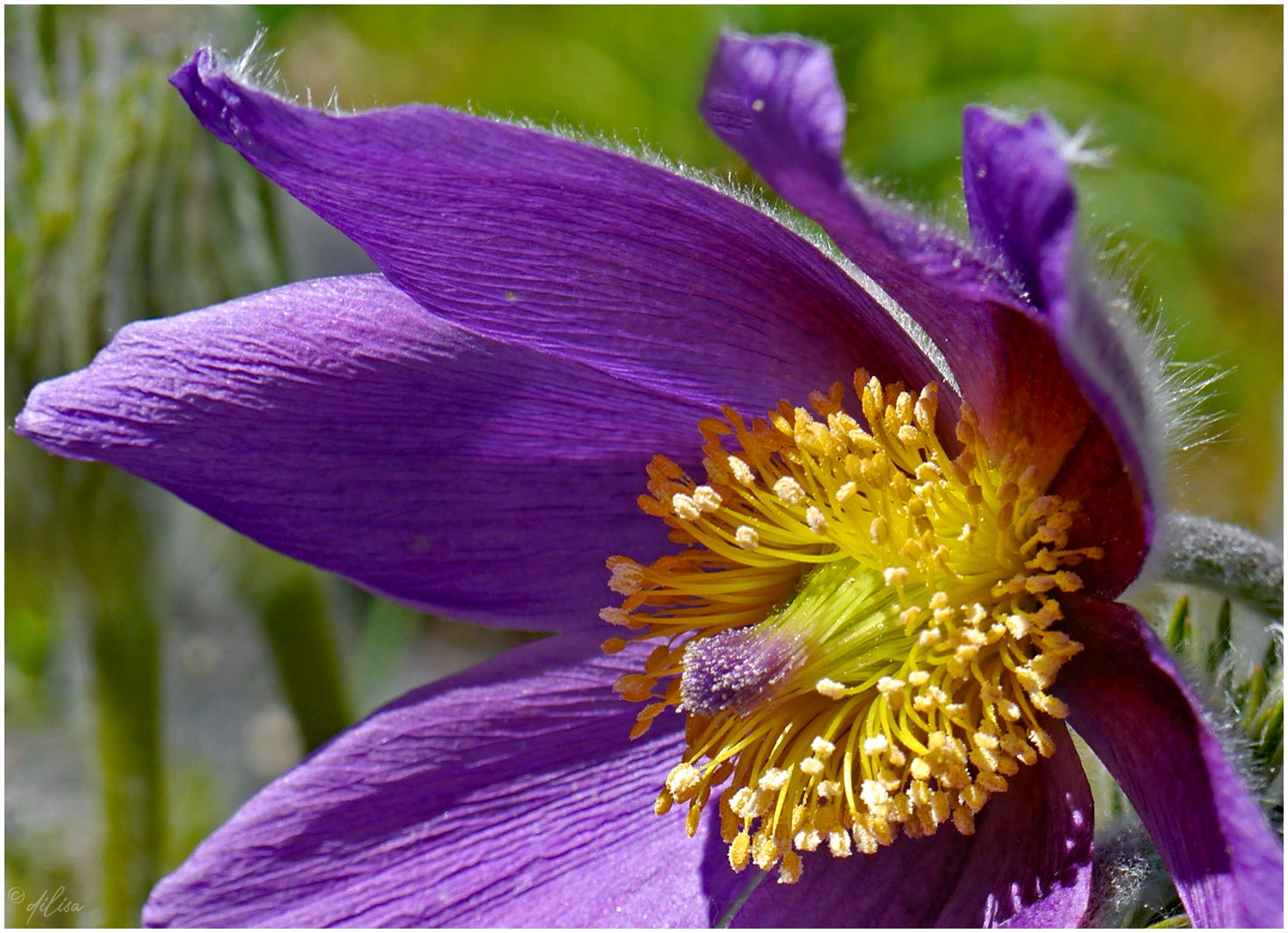 Pulsatilla vulgaris