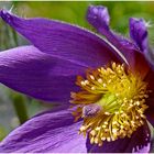 Pulsatilla vulgaris