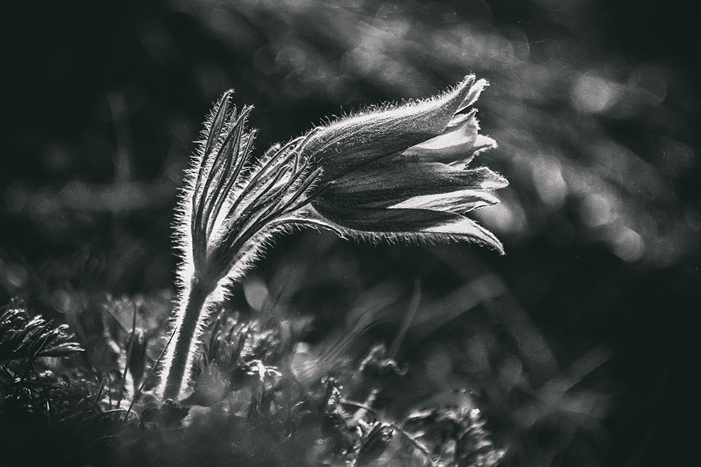 Pulsatilla vulgaris