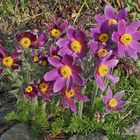 Pulsatilla vulgaris