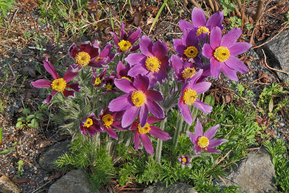 Pulsatilla vulgaris