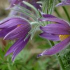 Pulsatilla vulgaris