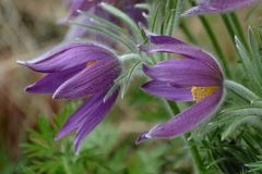 Pulsatilla vulgaris