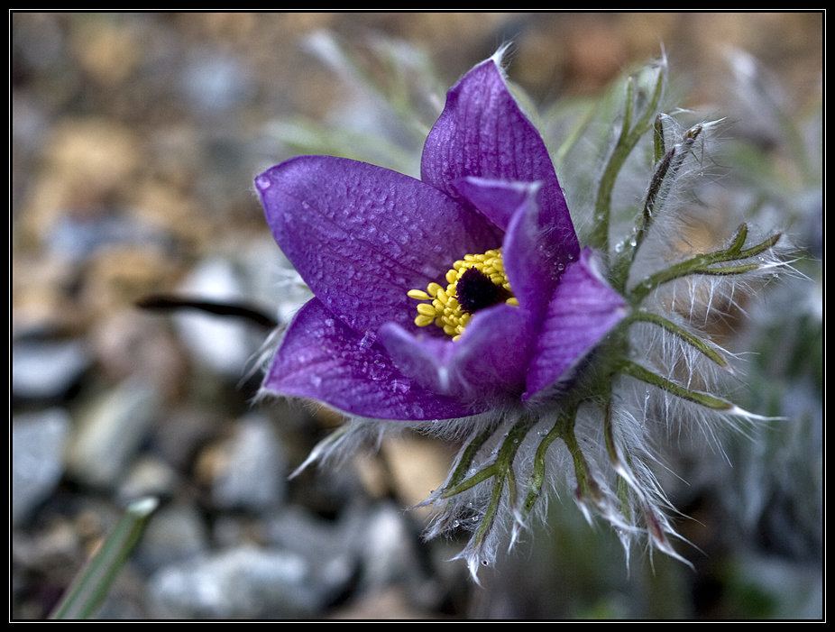 - pulsatilla vulgaris -