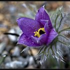 - pulsatilla vulgaris -