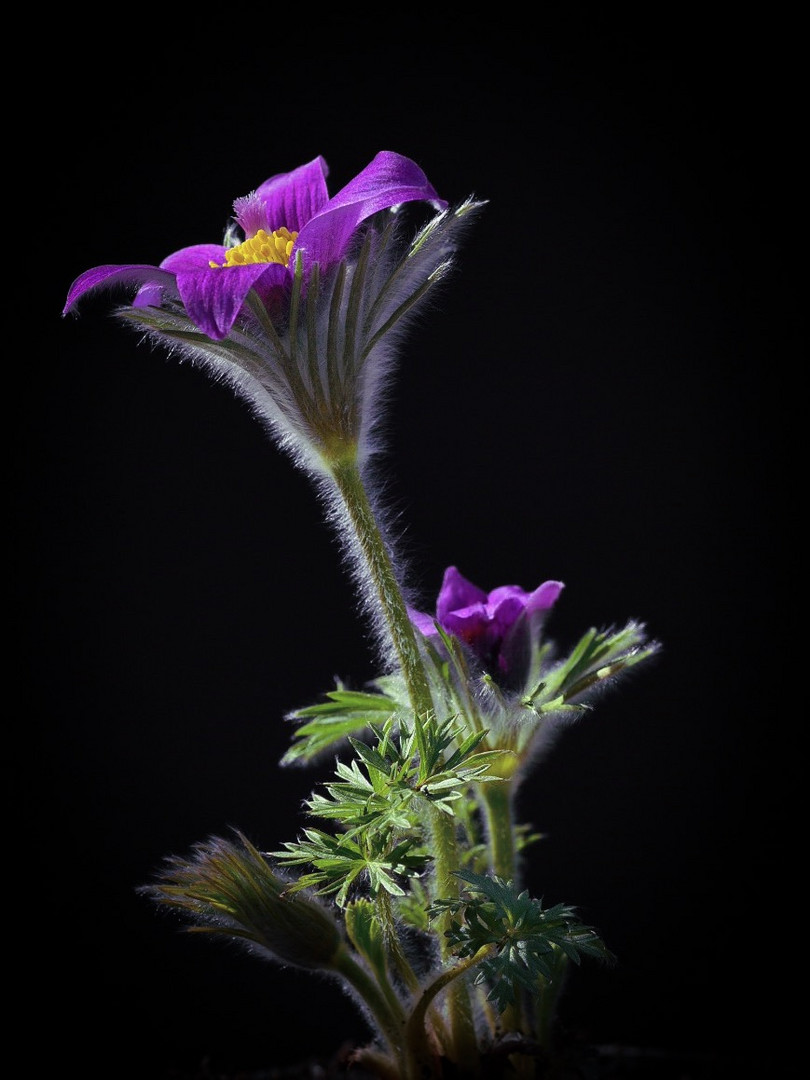 Pulsatilla Vulgaris