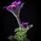 Pulsatilla Vulgaris