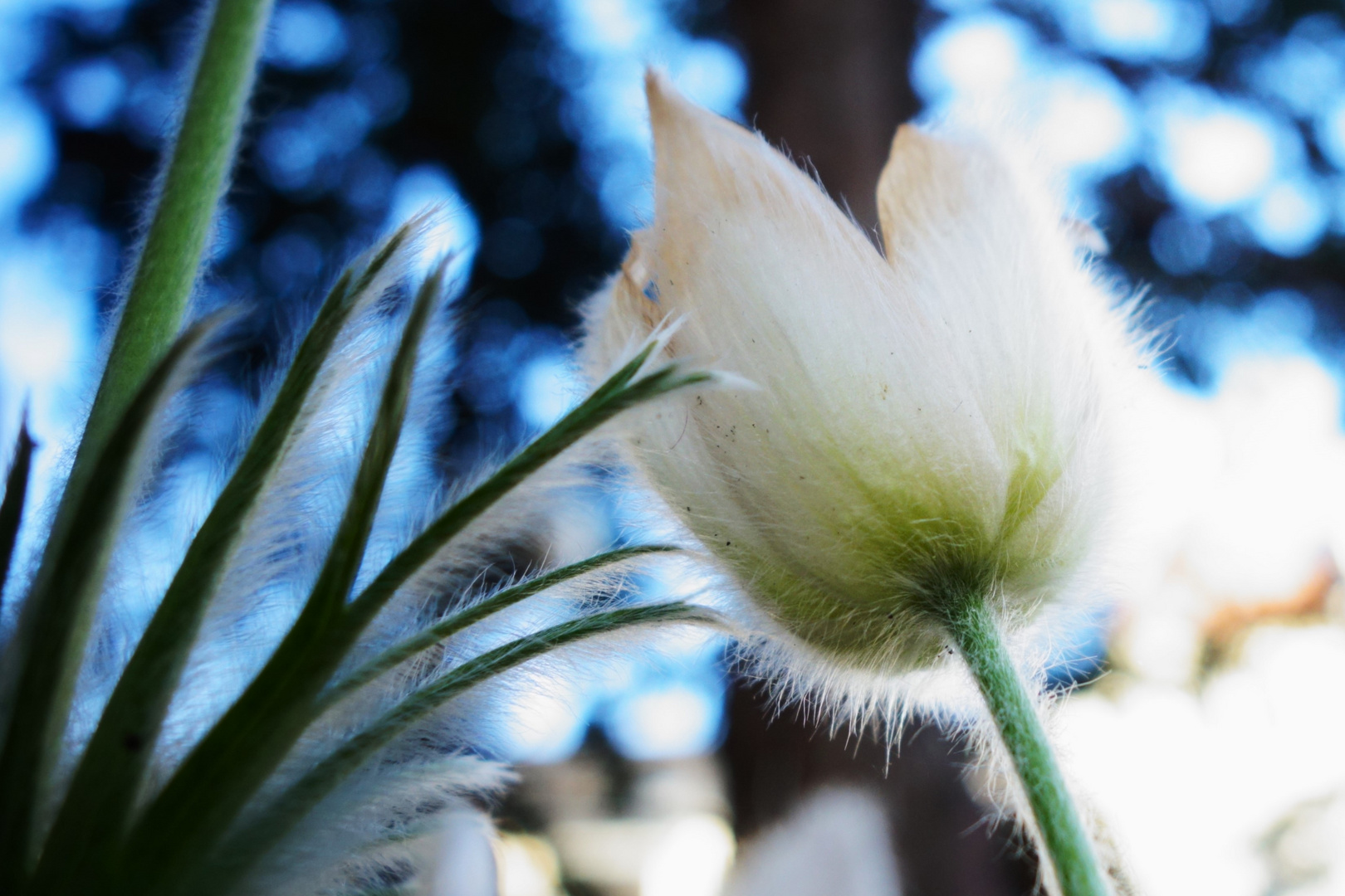 *Pulsatilla Vulgaris* #4