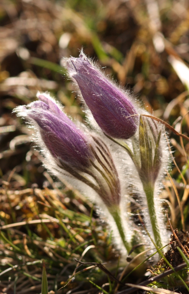 Pulsatilla vulgaris