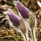 Pulsatilla vulgaris