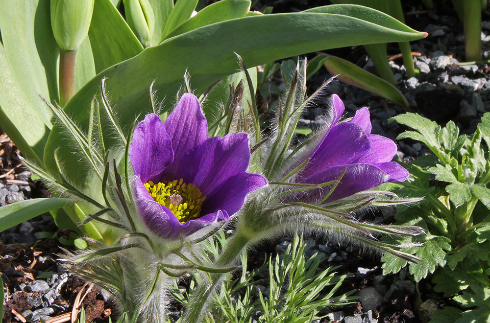 Pulsatilla vulgaris