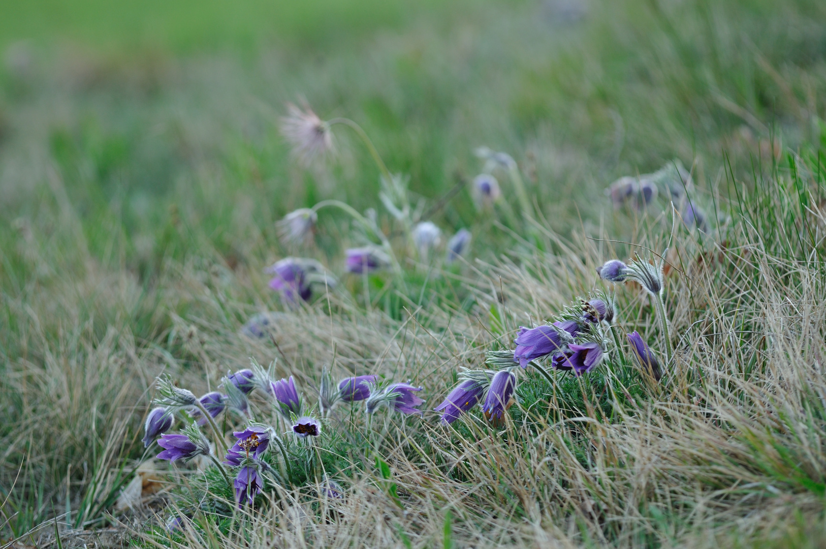 Pulsatilla vulgaris