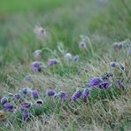 Pulsatilla vulgaris