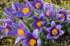 Pulsatilla vulgaris