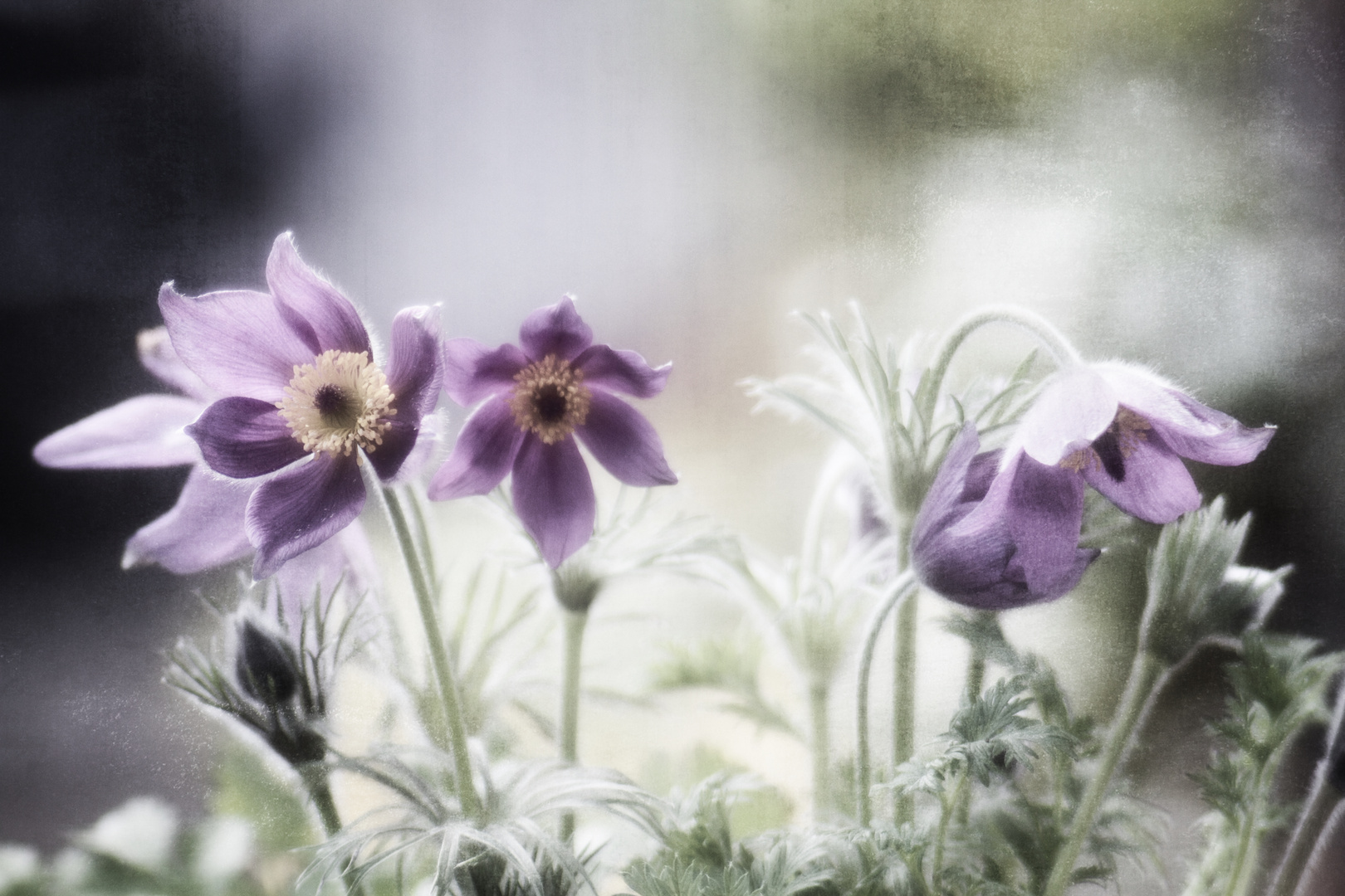 Pulsatilla vulgaris