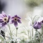 Pulsatilla vulgaris