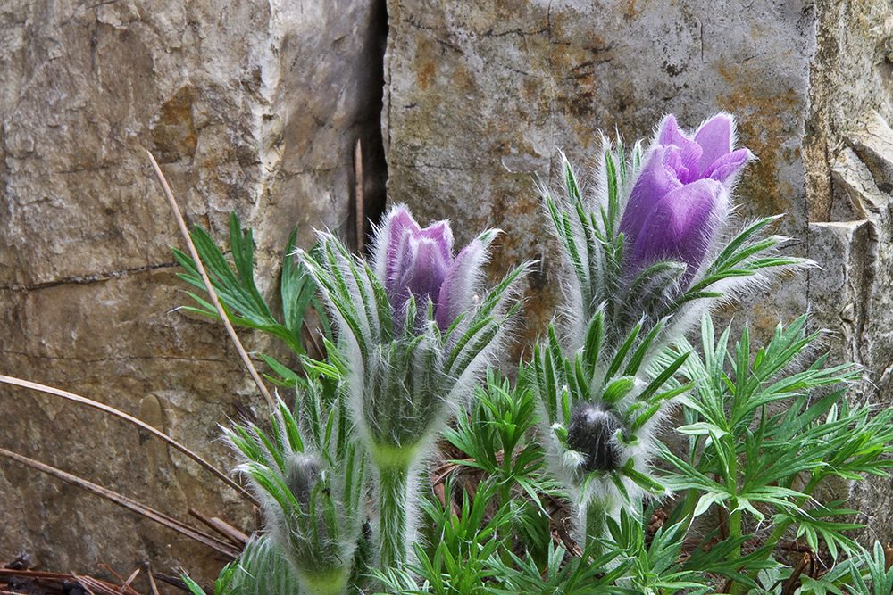 Pulsatilla vulgaris