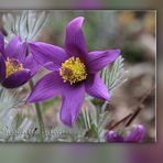 PULSATILLA VULGARIS