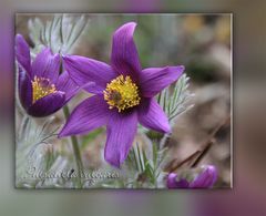 PULSATILLA VULGARIS