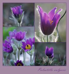 Pulsatilla vulgaris