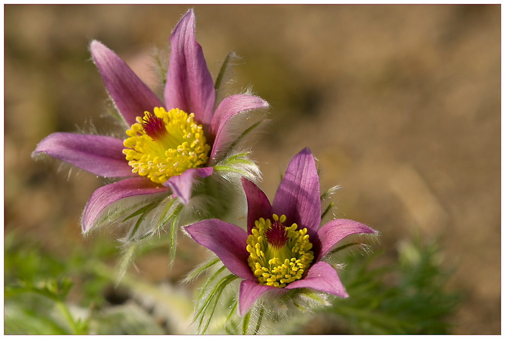 Pulsatilla Vulgaris....