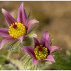 Pulsatilla Vulgaris....