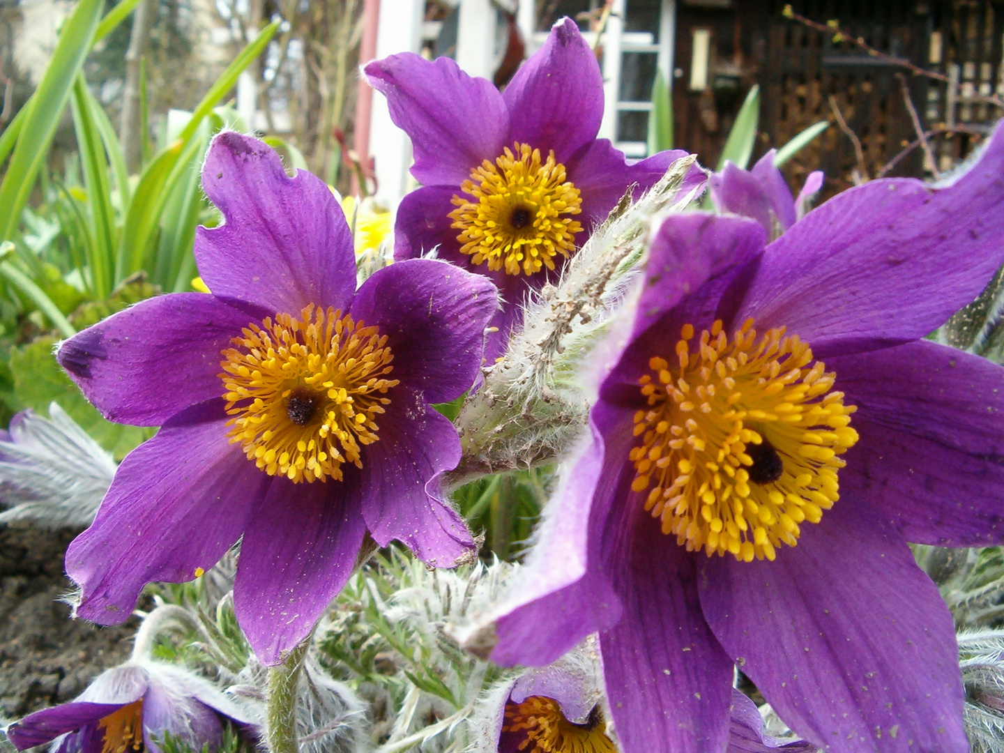 Pulsatilla vulgaris