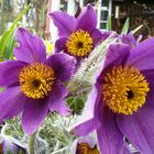 Pulsatilla vulgaris