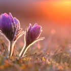 Pulsatilla Vulgaris