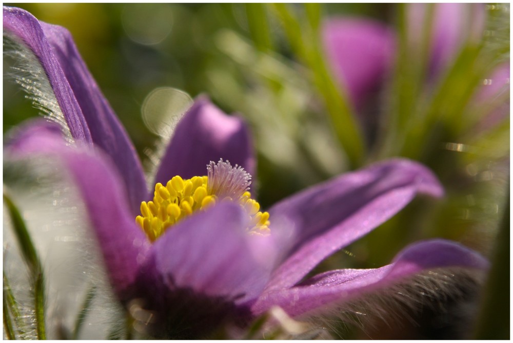 Pulsatilla vulgaris