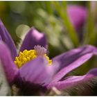 Pulsatilla vulgaris