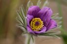 Pulsatilla vulgaris von Prediculous 