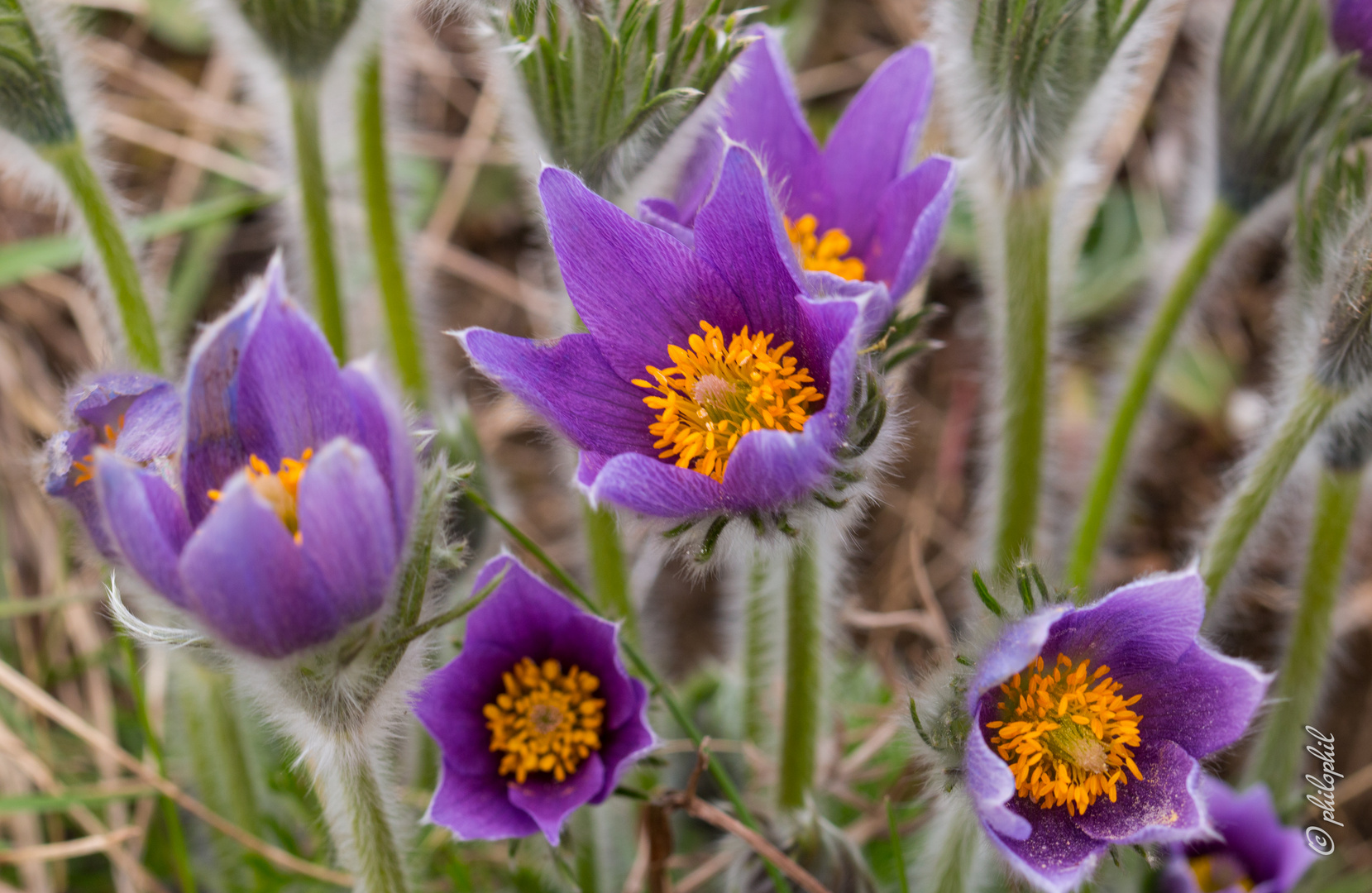 Pulsatilla vulgaris