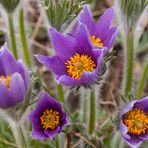 Pulsatilla vulgaris