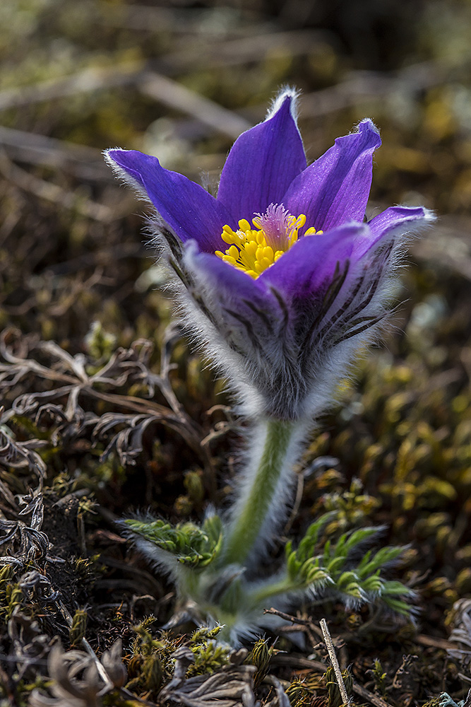 Pulsatilla vulgaris