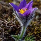 Pulsatilla vulgaris