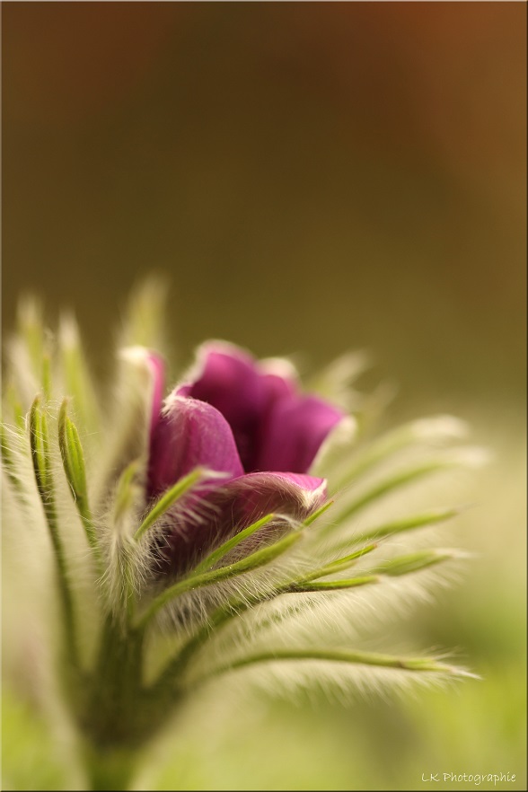 pulsatilla vulgaris