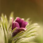 pulsatilla vulgaris