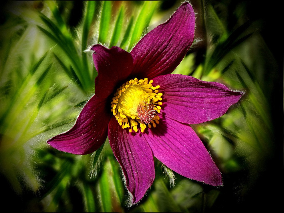 *Pulsatilla vulgaris*