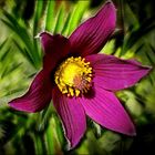 *Pulsatilla vulgaris*