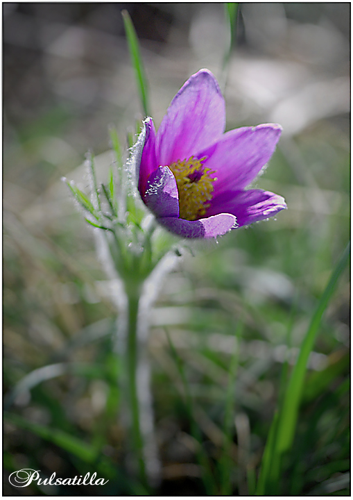 Pulsatilla vulgaris